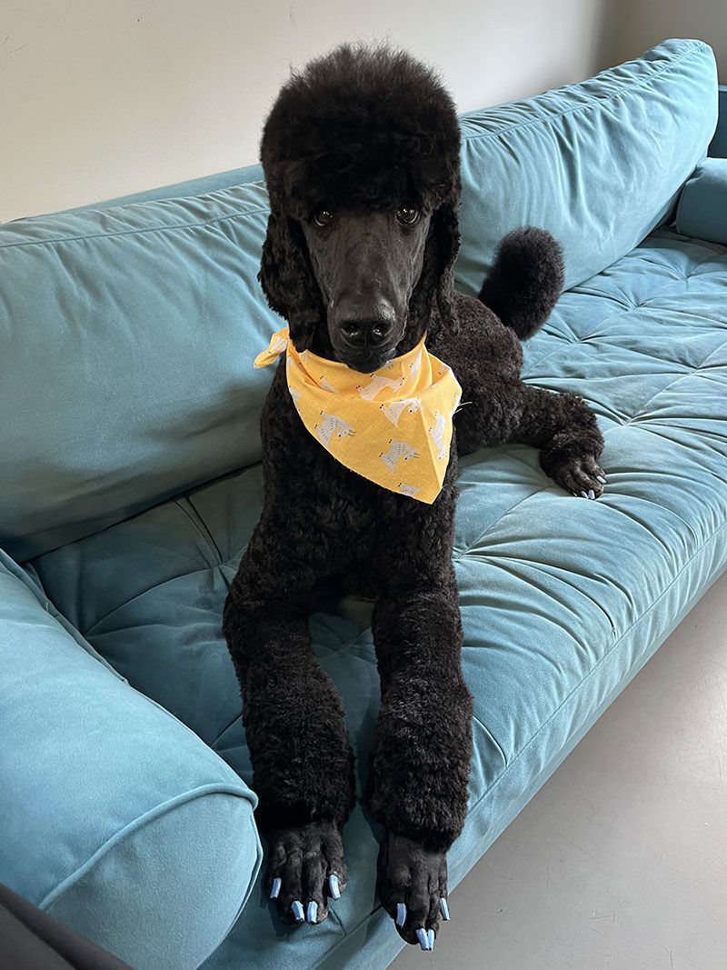 Black poodle wearing a yellow bandana, sitting on a teal couch, looking at the camera.