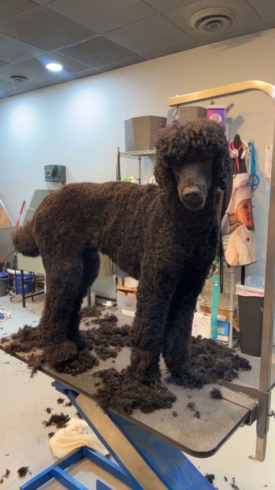 Black standard poodle stands on grooming table; hair clippings are around feet.