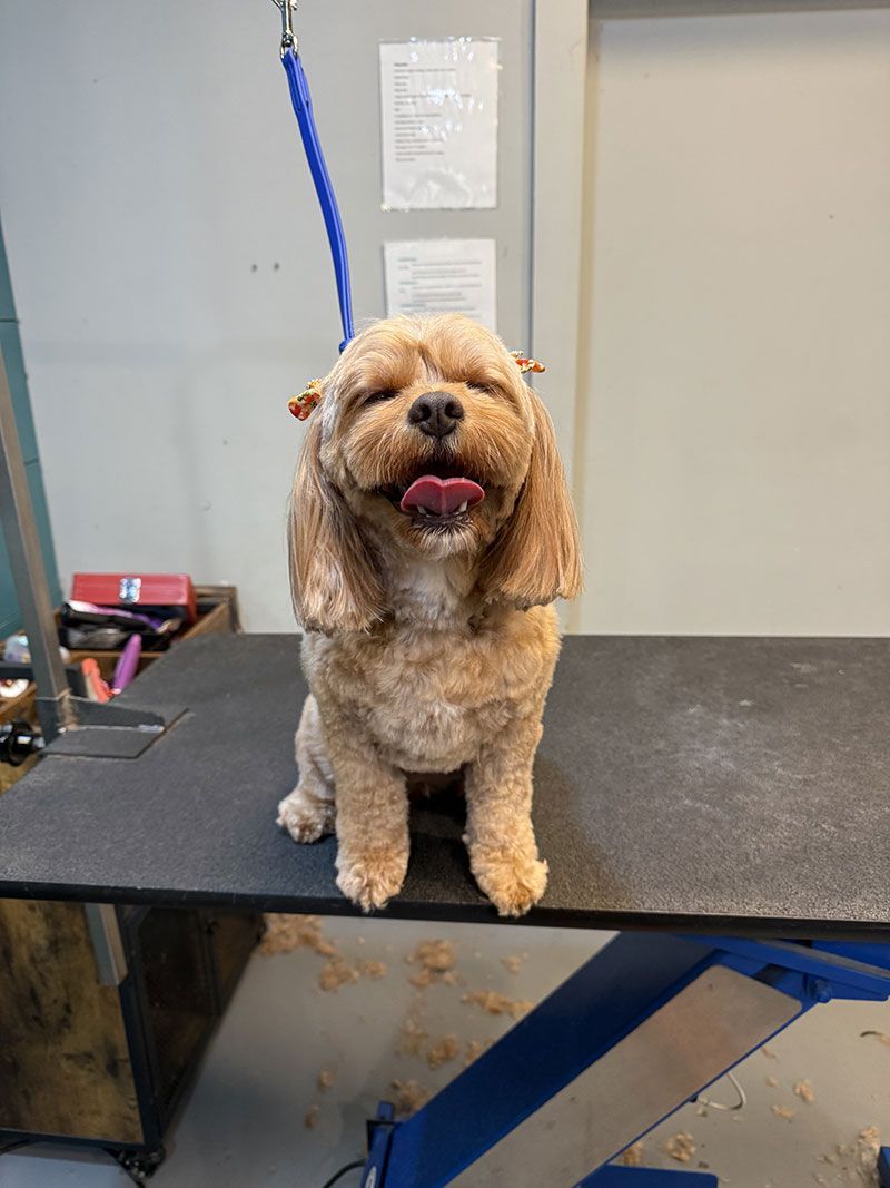 A small brown dog with tongue out, sitting on a grooming table. Blue leash. Light grey wall.