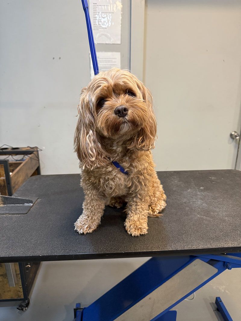 Brown Cavapoo dog sitting on a grooming table, blue leash attached, looking at the camera.