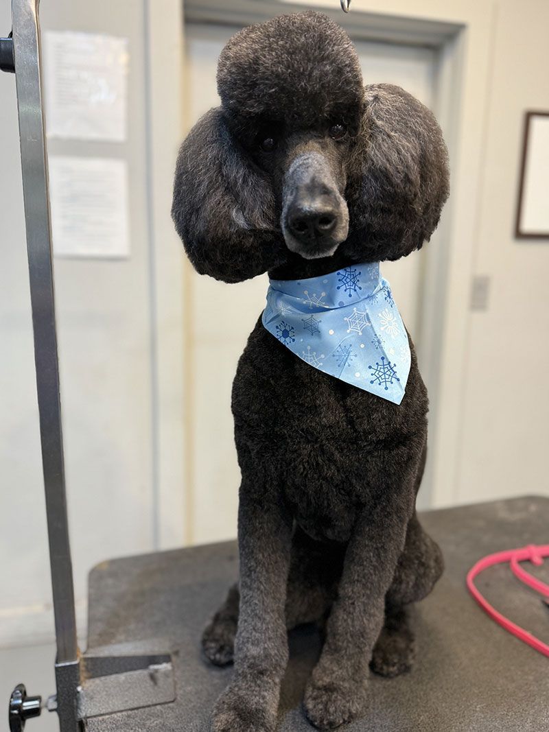 Black poodle with a blue bandana, freshly groomed, sits on a grooming table.