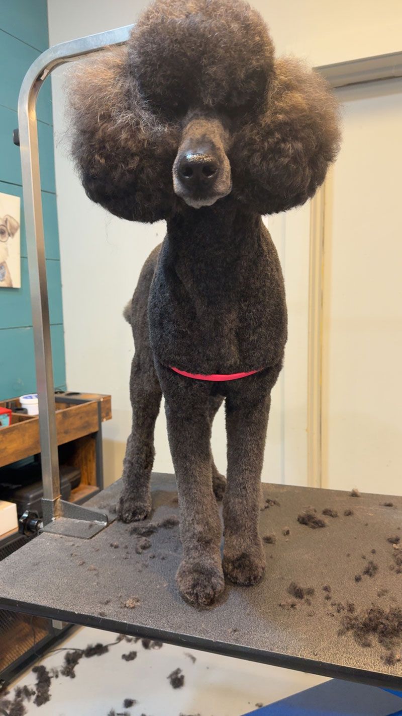 Black poodle in a show cut, standing on a grooming table with a pink harness; hair trimmings on the table.