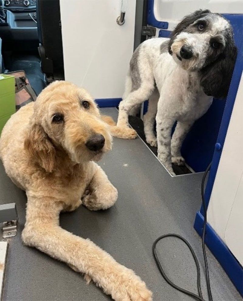 Two dogs: golden and black-and-white, after grooming. One lies on a grooming table, the other stands.