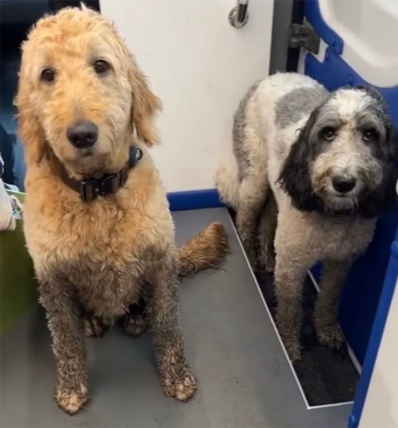 Two goldendoodles, one muddy, look at the camera. One is sitting; the other is standing in a blue-trimmed space.