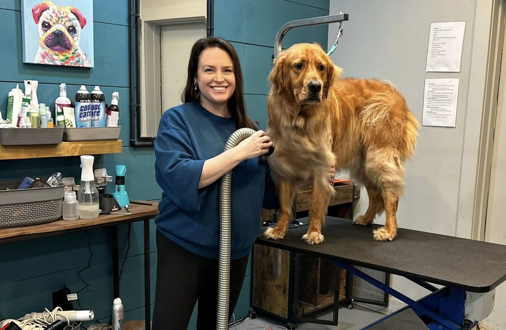 Woman grooming golden retriever on a grooming table in a salon, blue walls, smiling.