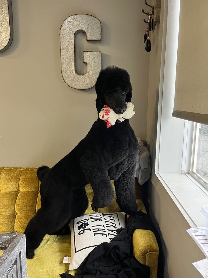 Black poodle standing on a yellow couch, holding a toy, looking out a window.