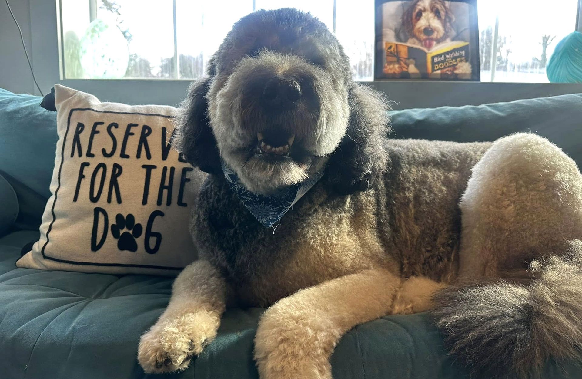 Poodle with groomed fur, resting on a teal couch, beside a "Reserved for the Dog" pillow.