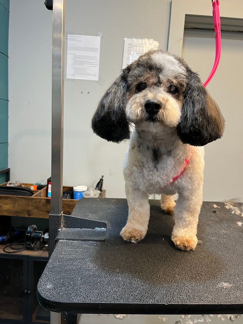 Dog, freshly groomed, stands on a grooming table. Black and white fur, pink leash.