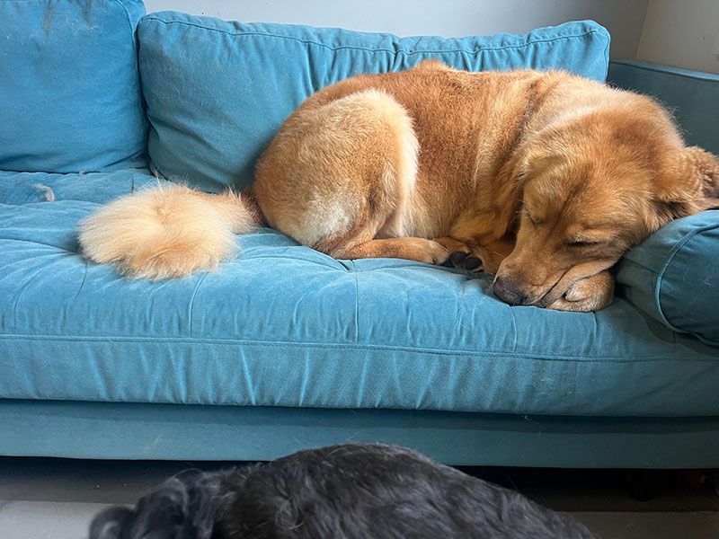 Golden dog sleeping on a blue couch, tail curled.