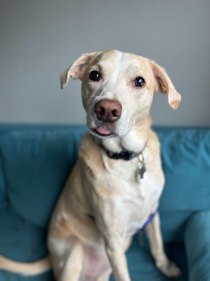 Blonde dog with pink nose and small tongue sticking out sits on a blue couch, looking at camera.