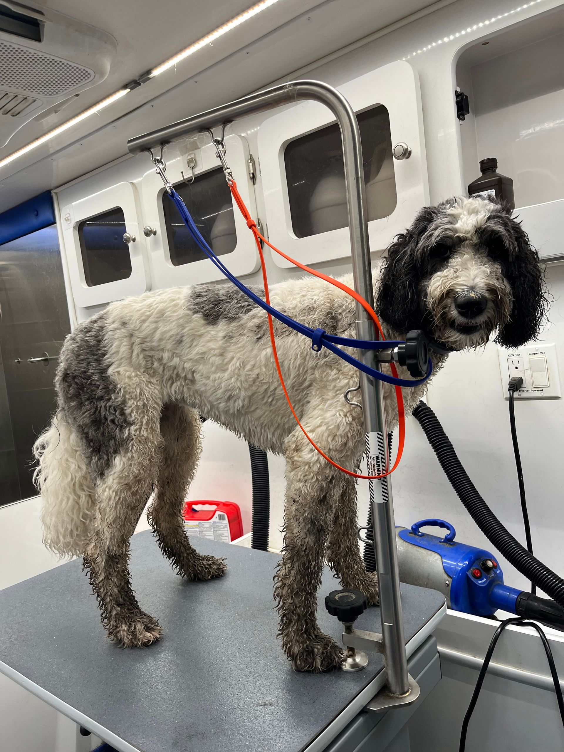 Dog on grooming table, being groomed.  Black and white fur, standing in a mobile grooming van.