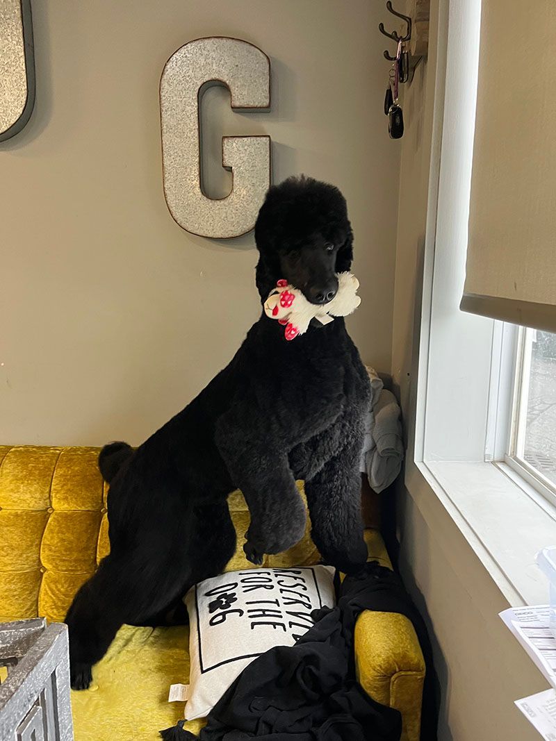 Black poodle standing on yellow couch with a toy, looking out a window.