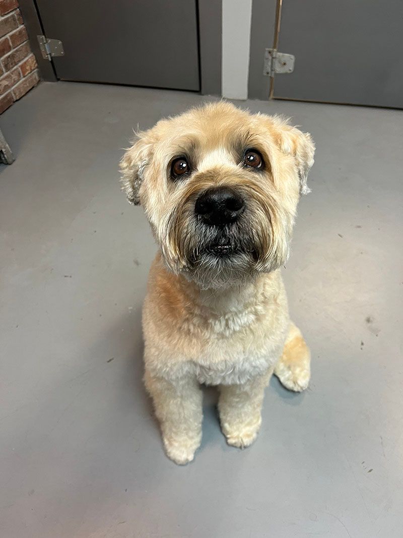 Tan-colored dog with a recent haircut sits upright on a gray floor, looking at the camera with a curious expression.