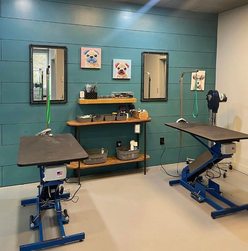 Dog grooming room with blue grooming tables, blue wall, shelves with supplies, and dog portraits.