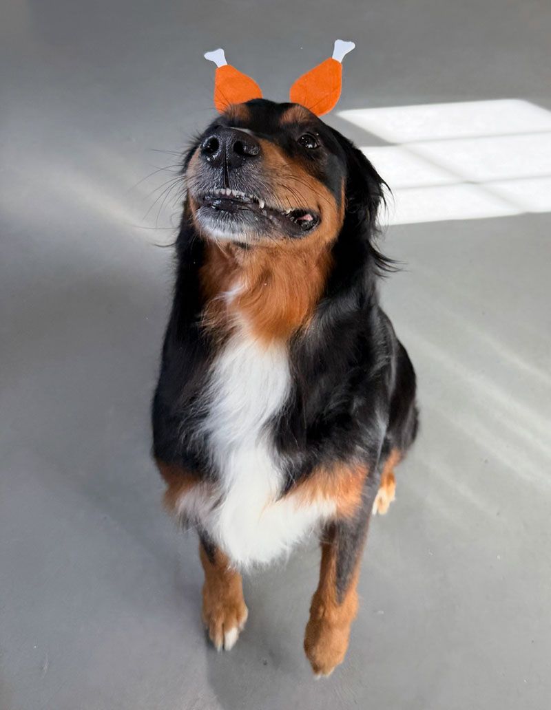 Dog wearing turkey leg headband, looking up with a slight smile. Black, brown, and white fur, set against a gray floor.