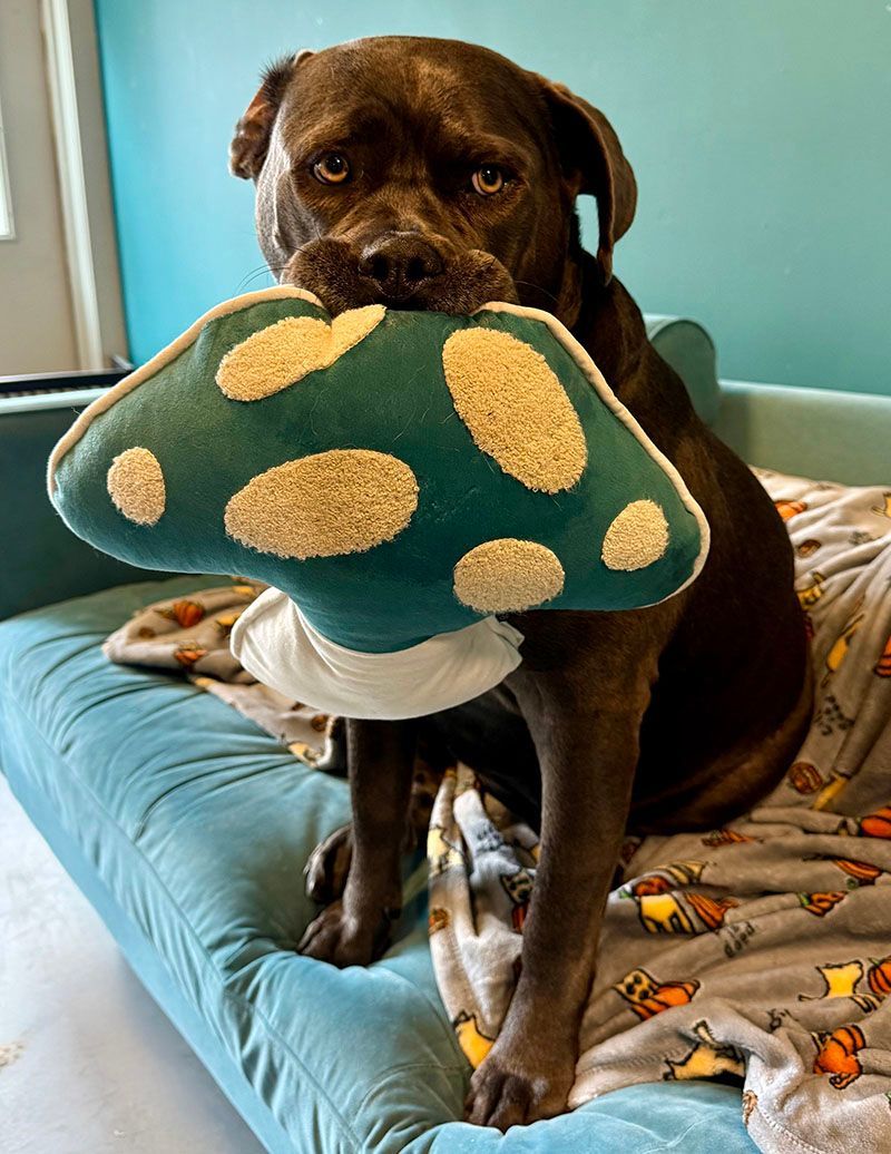 Brown dog sitting on a teal couch, holding a teal mushroom toy.
