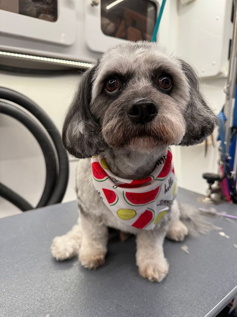 Gray and white dog with a red watermelon bandana, sitting on a grooming table.