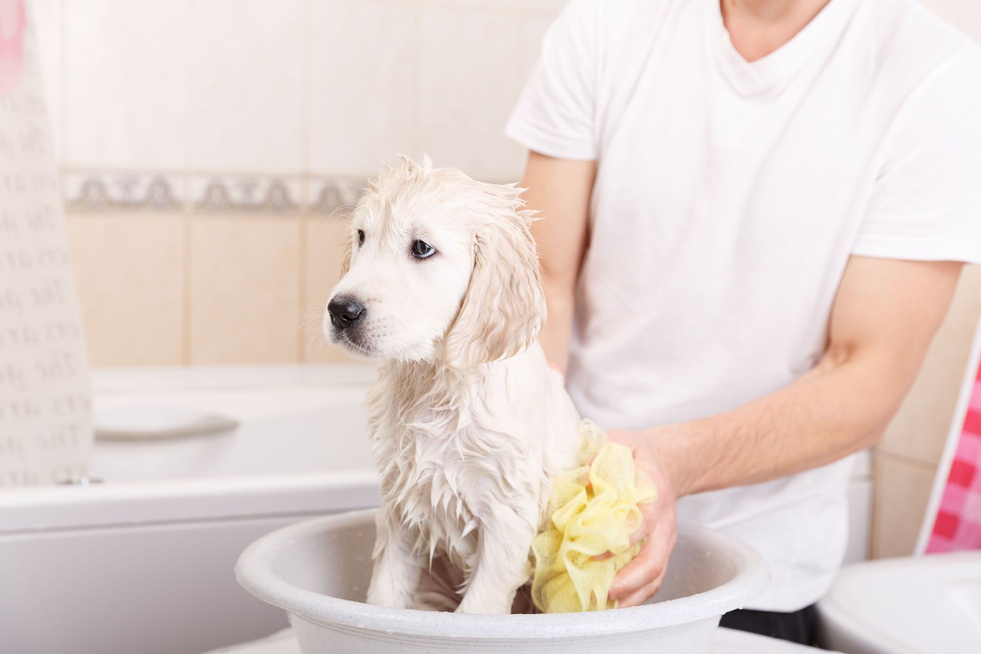 dog grooming