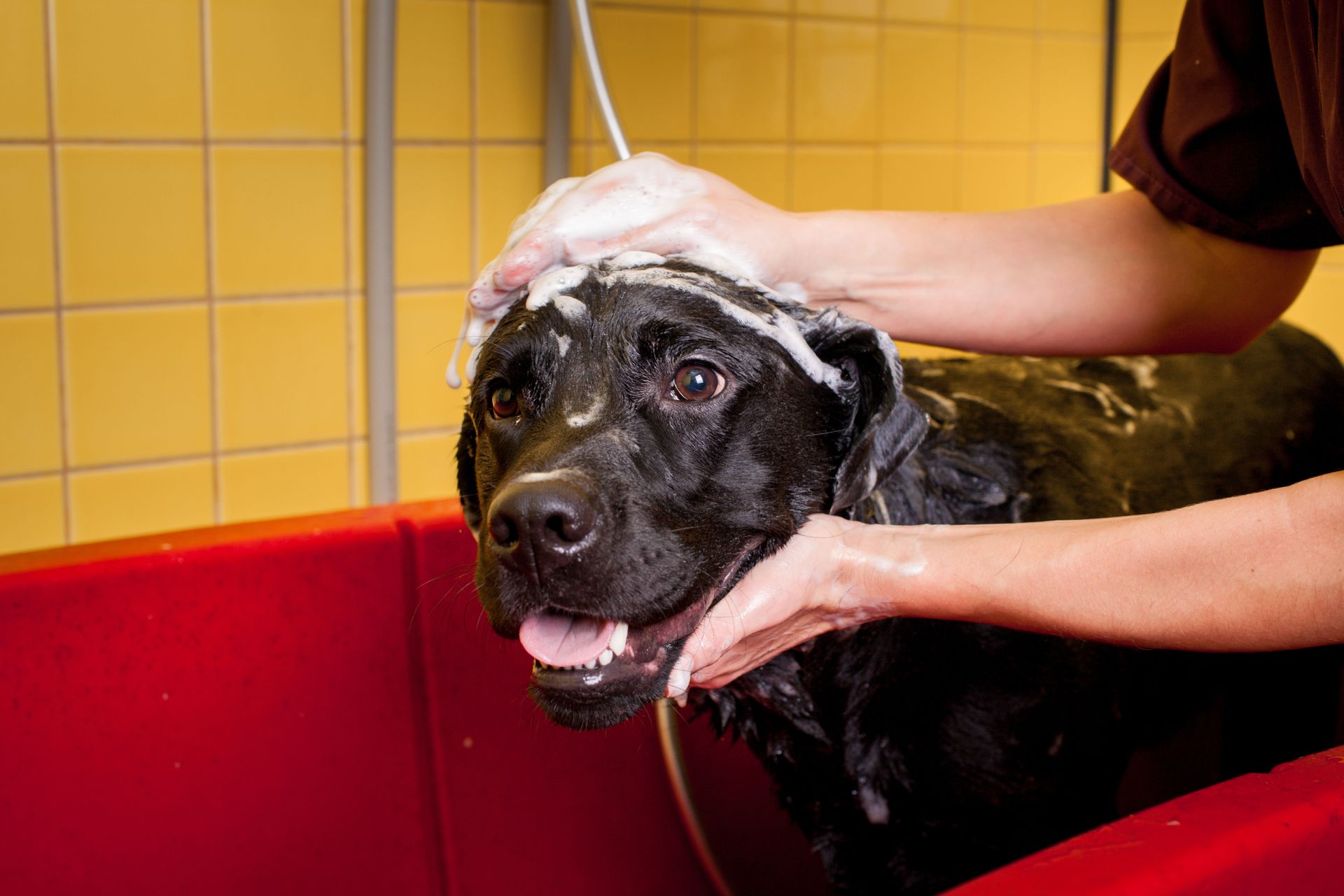 dog grooming company
