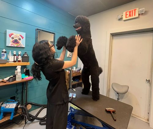 Pooch Parlor