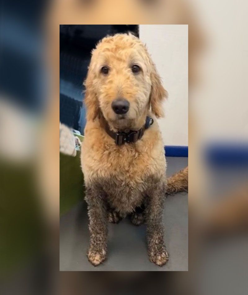 Golden doodle dog with muddy legs and chest