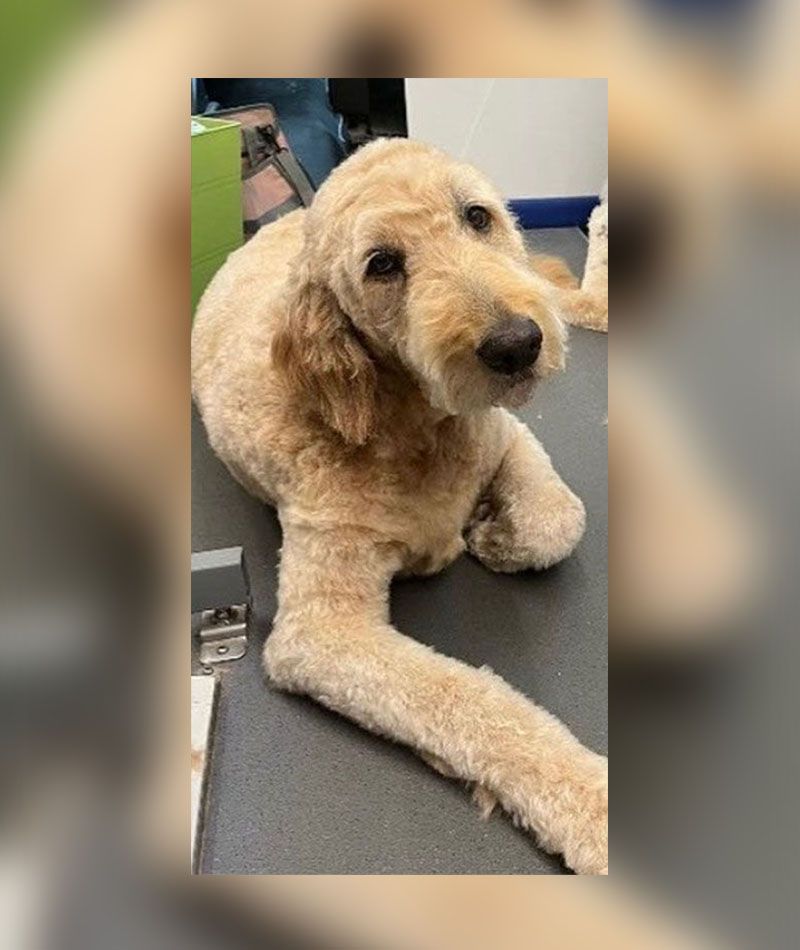 Goldendoodle with a freshly trimmed coat lying on a table