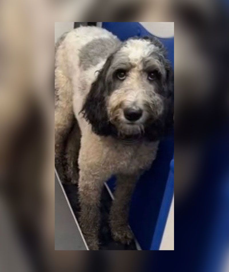 A dog with gray and black fur standing in a blue tub