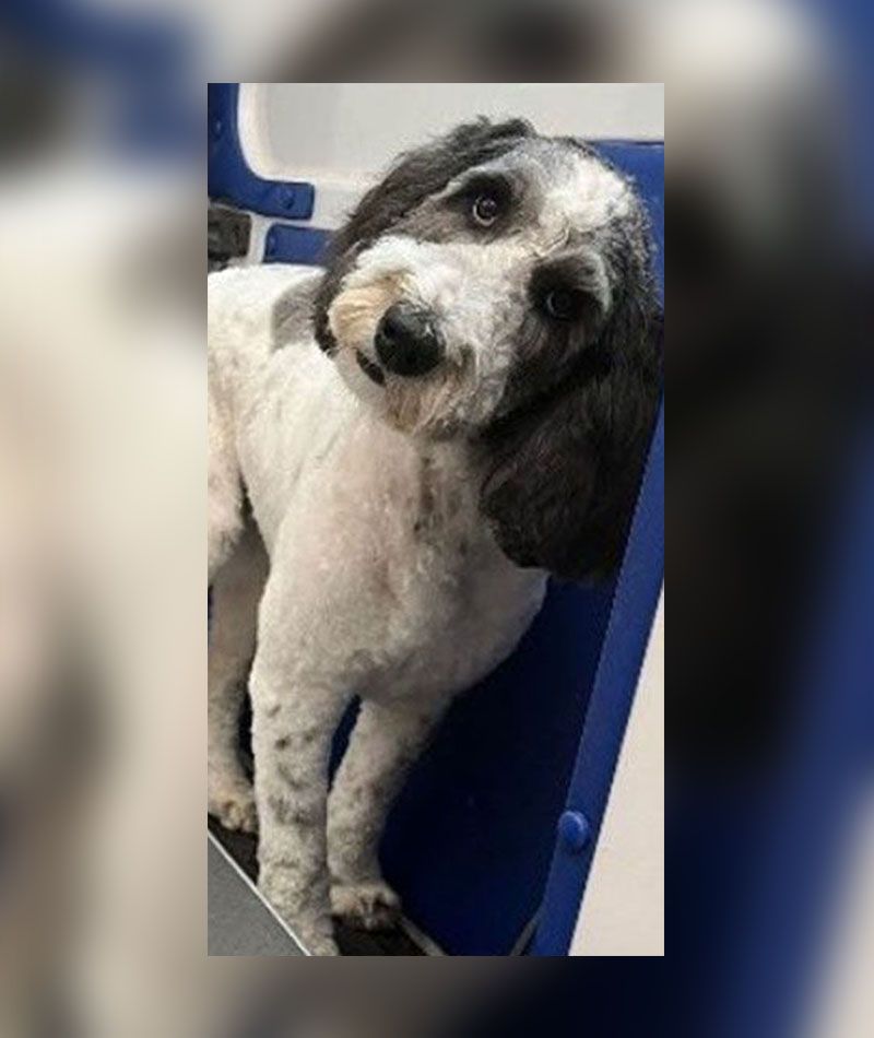 A newly groomed dog with black and white fur