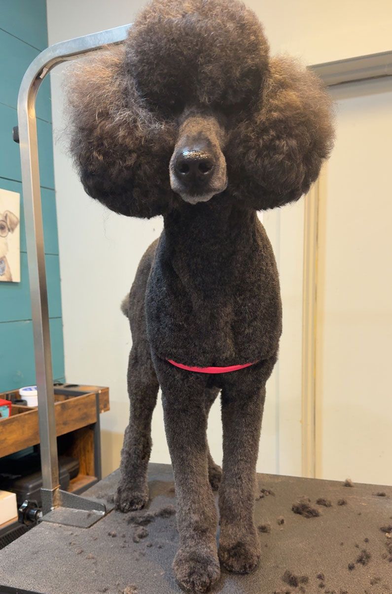 Black poodle in a show cut, standing on a grooming table with a pink harness; hair trimmings on the table
