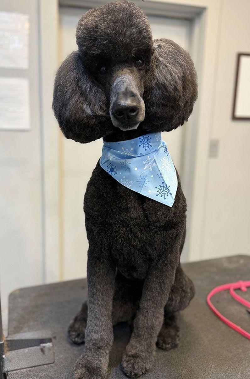 Black poodle with a groomed coat, wearing a blue snowflake bandana