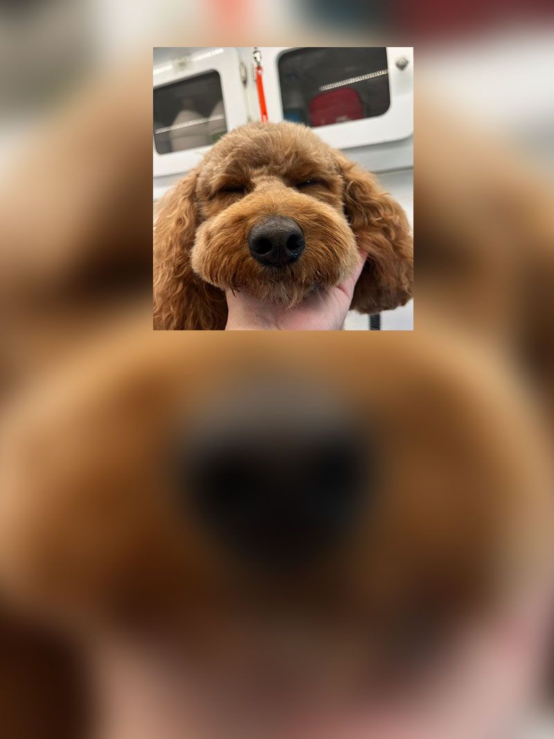 Brown dog with closed eyes, held in a hand