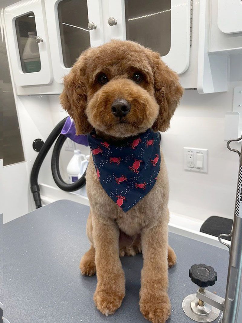 Brown dog with a teddy bear cut and blue bandana sits on a grooming table