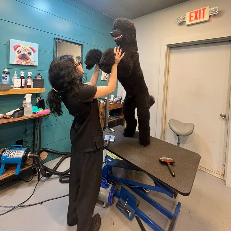 A person grooming a black poodle on a grooming table in a salon; dog standing upright.