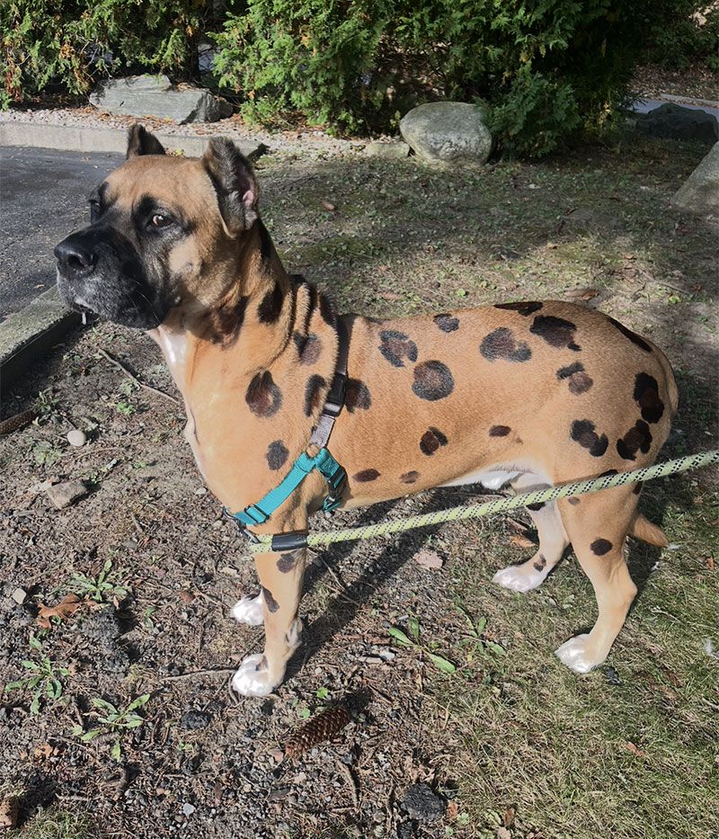 Tan dog with black spots wearing a teal harness, standing outside.