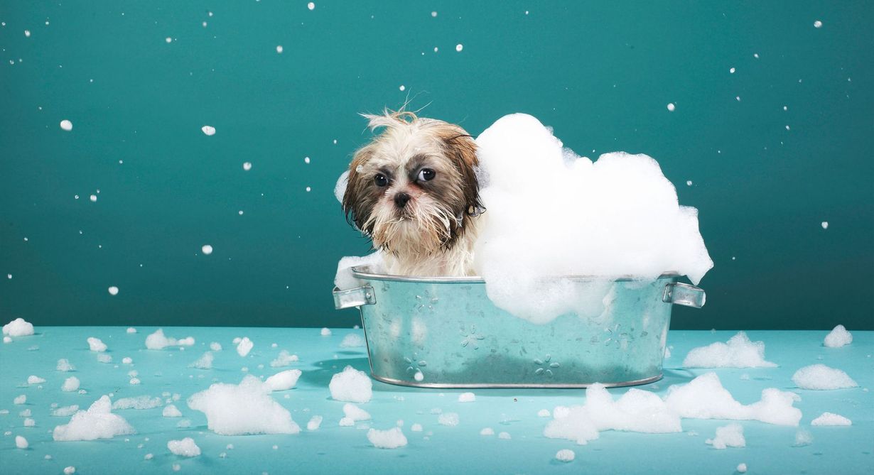 Small dog sitting in a turquoise tub with fluffy soap suds on a teal background
