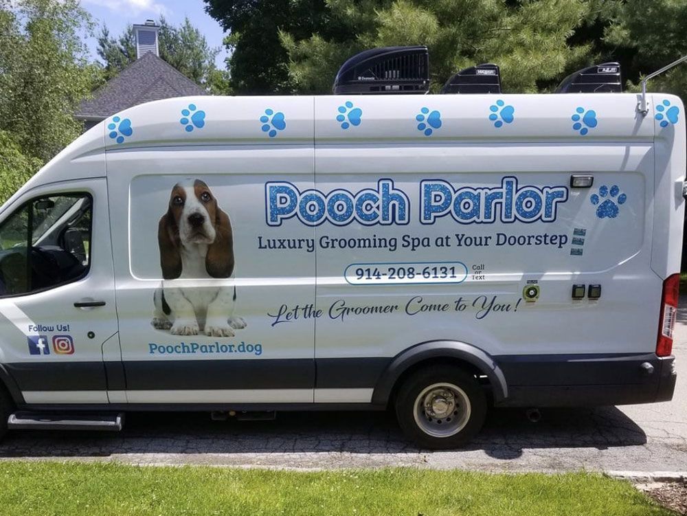 Poodle with groomed fur, resting on a teal couch, beside a "Reserved for the Dog" pillow.