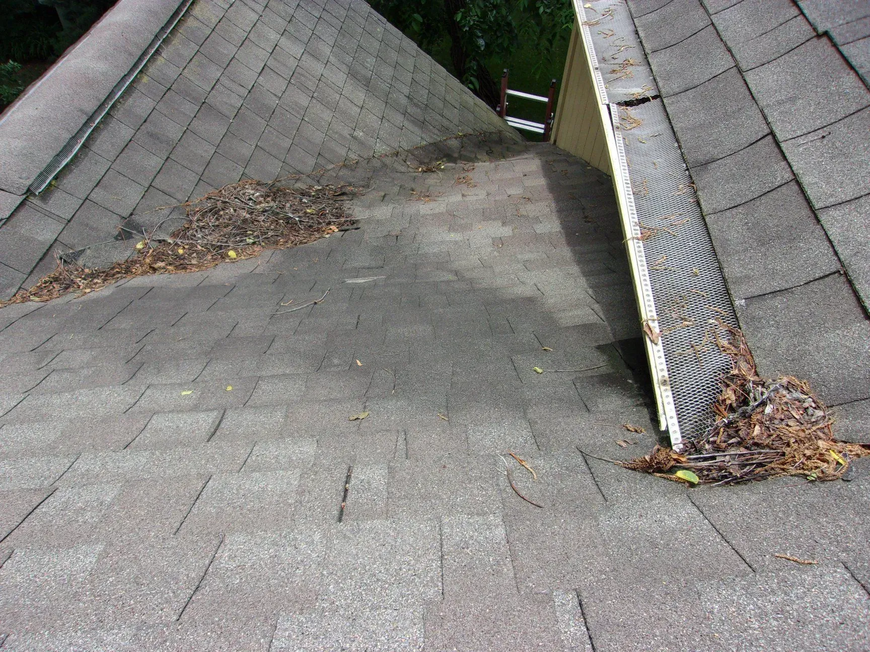 A roof with a lot of leaves on it.