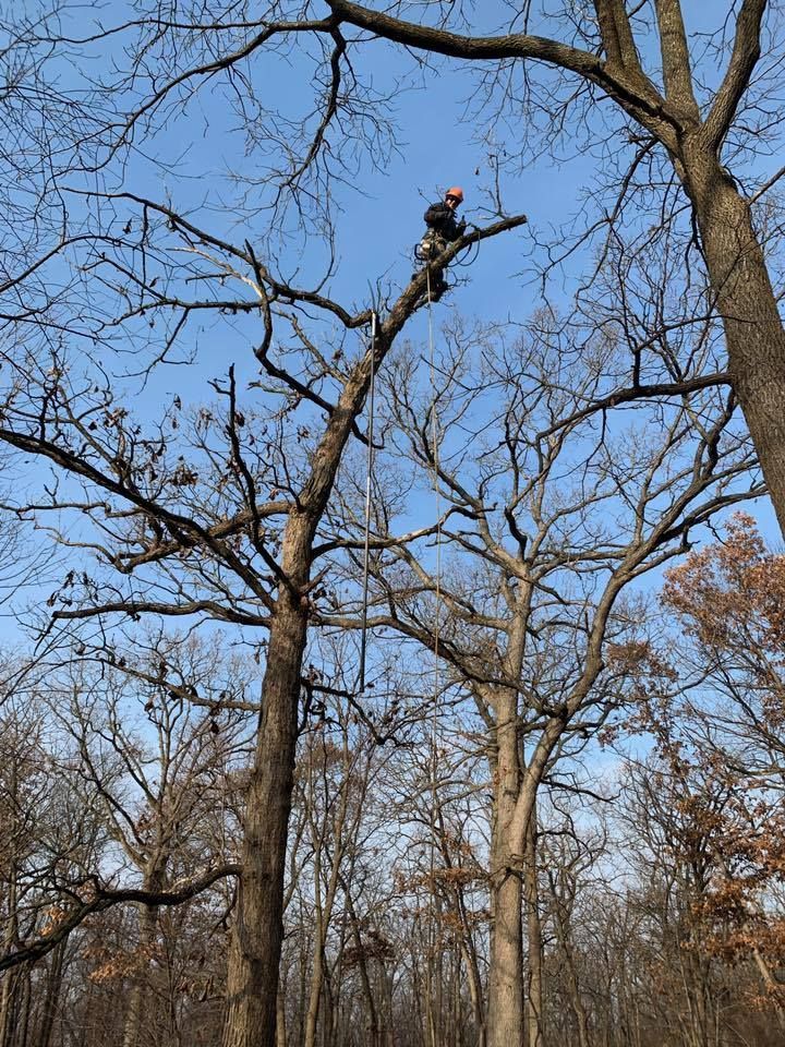 Man in orange hard hat, pruning tree branches on a sunny day.