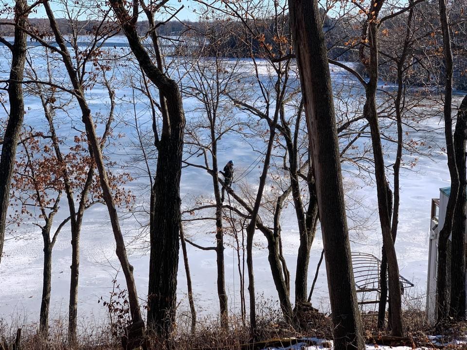 Trees frame a frozen lake. A person in a tree. Winter scene with a small building.