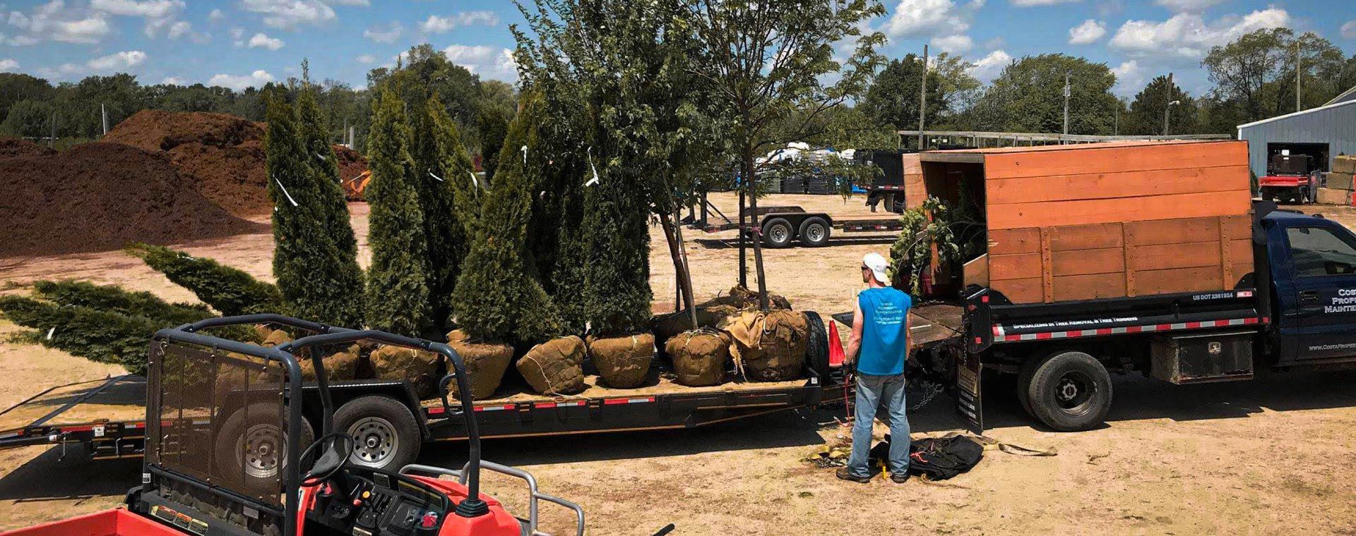 A man is loading trees into a truck on a trailer.