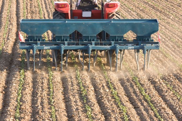 Red tractor planting seeds in a crop field with a blue implement and rows of young plants