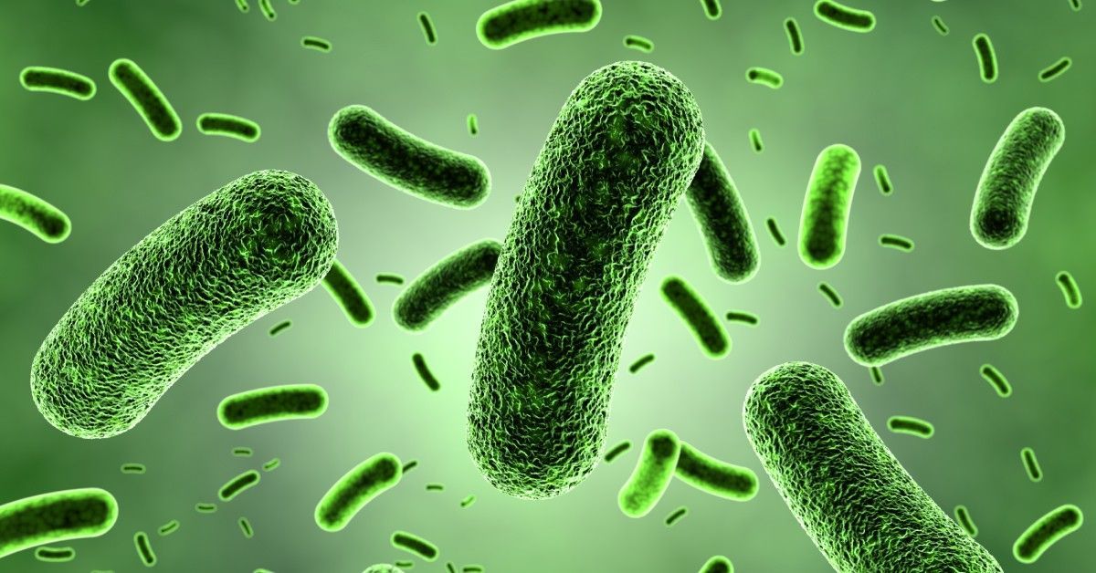 A colony of several dozen long, curved, green bacteria floating together.