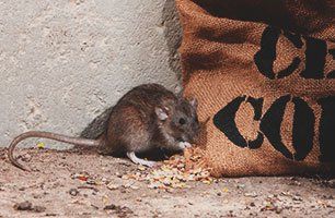 Commercial Rodent control