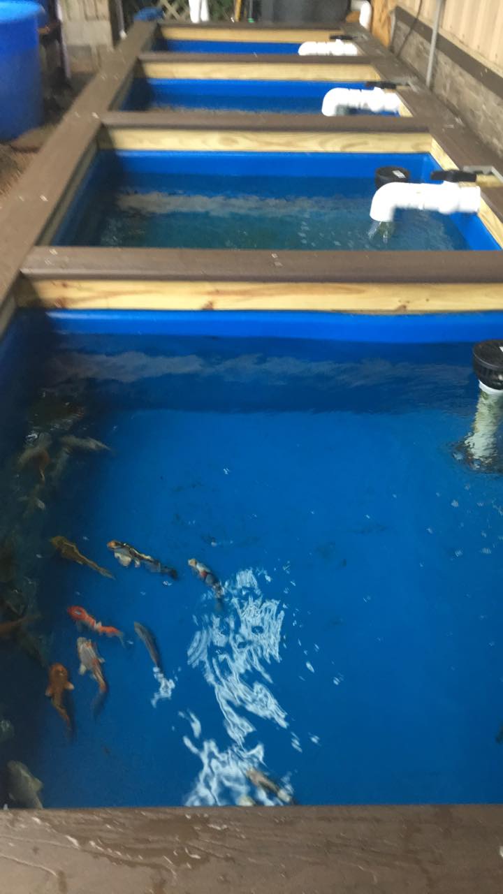 koi fishes