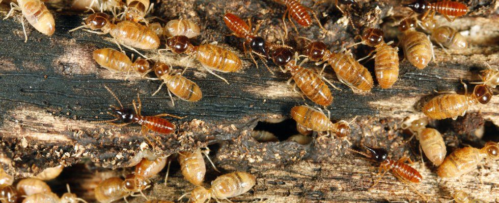 Termites eating wood. Get rid of them with Pest Commander!