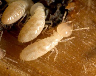 White young termites. Stop them from breeding with Pest Commander!