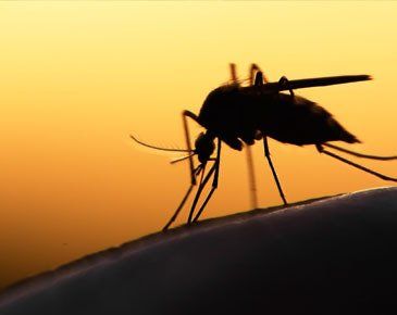 Mosquito during daybreak
