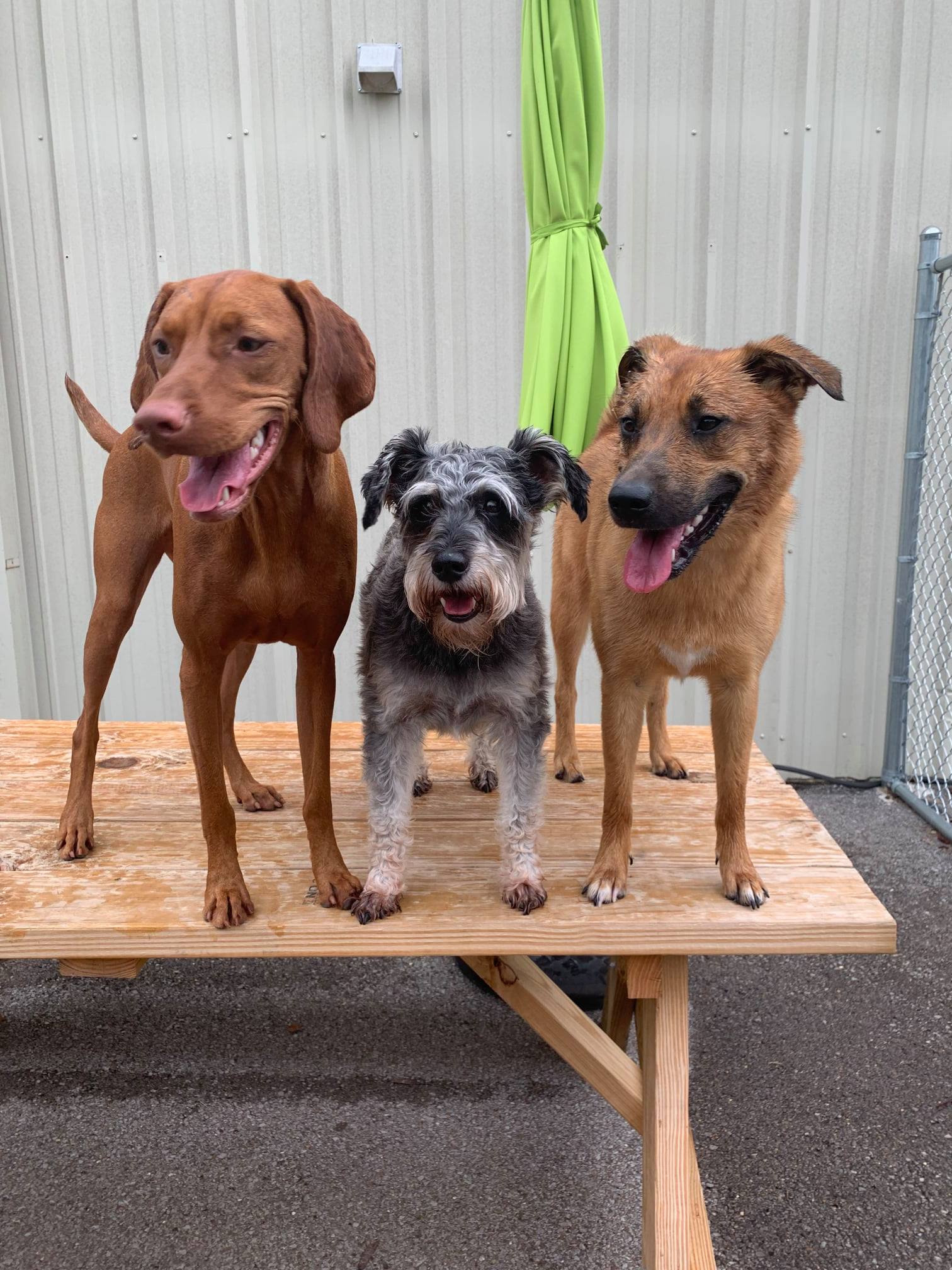 My 4 Dogs Academy & Spa Dog Boarding Murfreesboro, TN