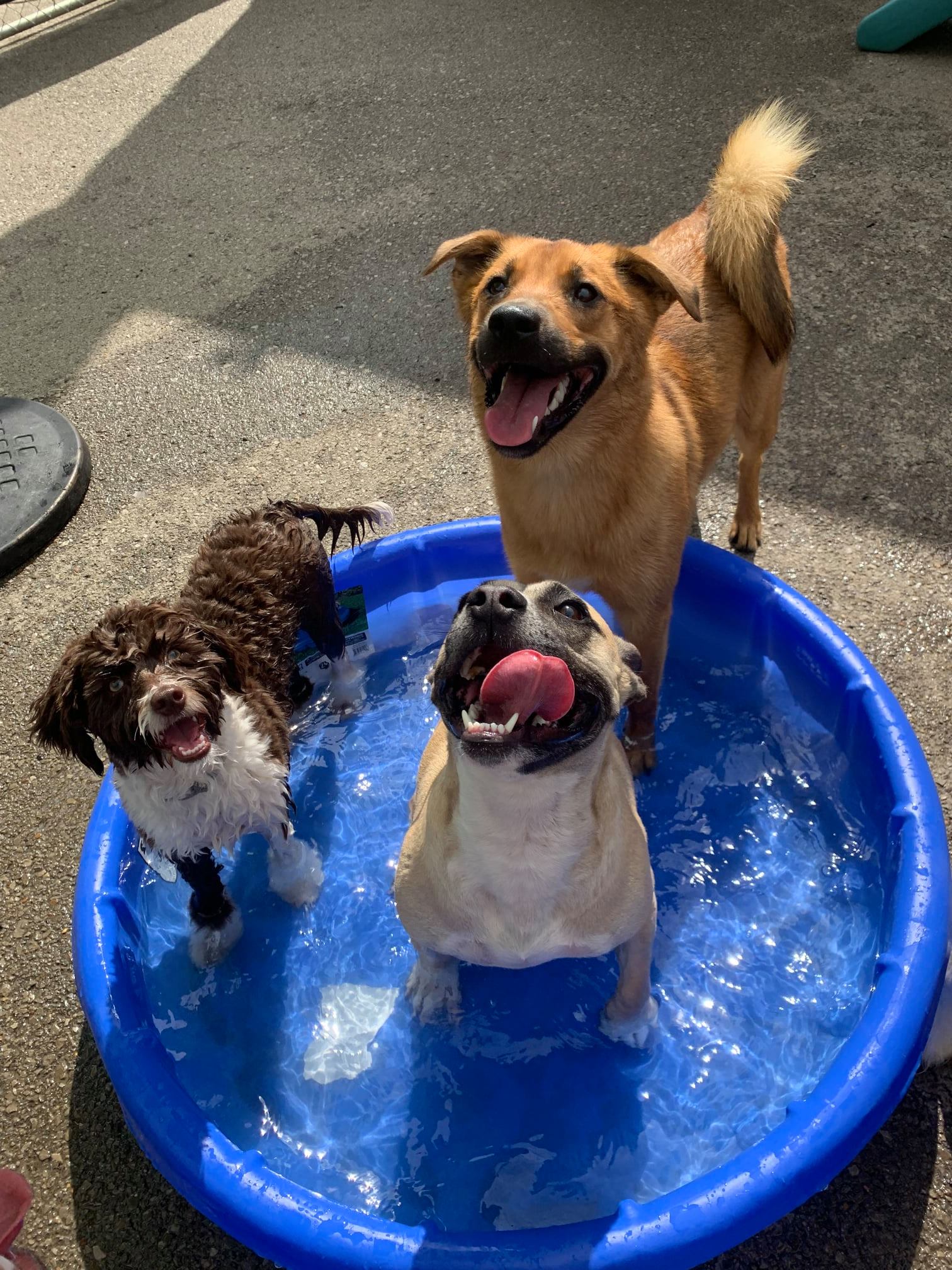 My 4 Dogs Academy & Spa Dog Boarding Murfreesboro, TN