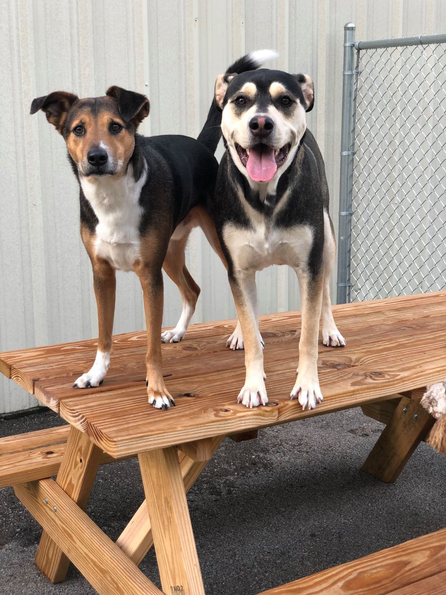 My 4 Dogs Academy & Spa Dog Boarding Murfreesboro, TN